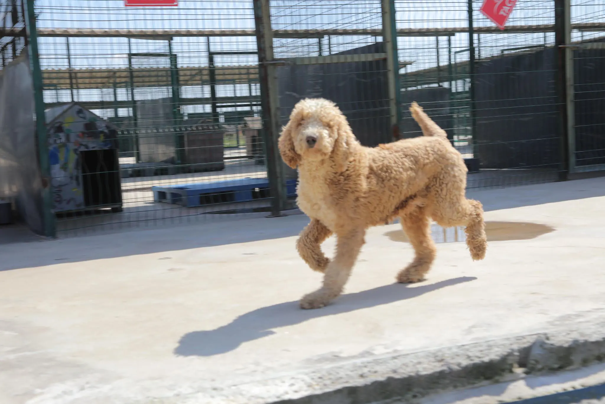 KURTARILAN KÖPEKLER YENİ YUVALARINA KAVUŞTU